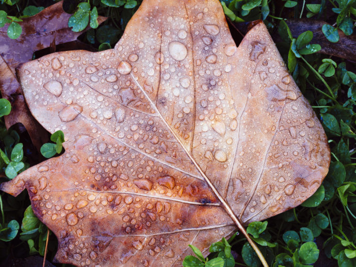 phytoremediation-plants